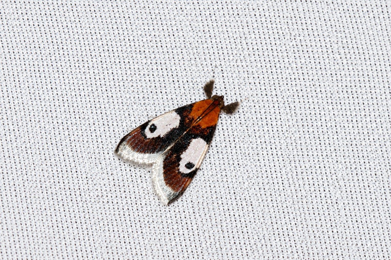 Moth attracted to the light sheet