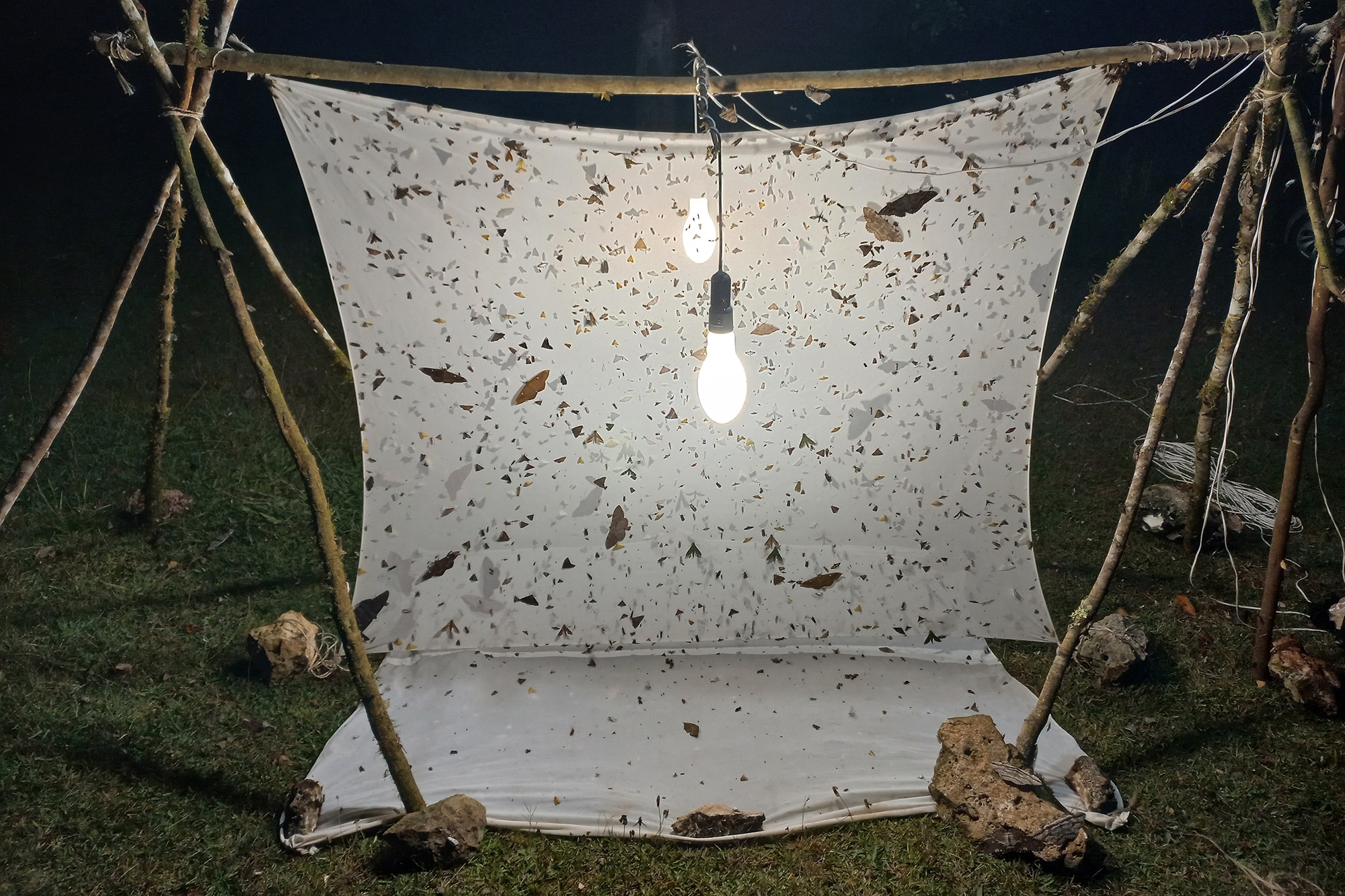Light sheet with insects during the 4th expedition