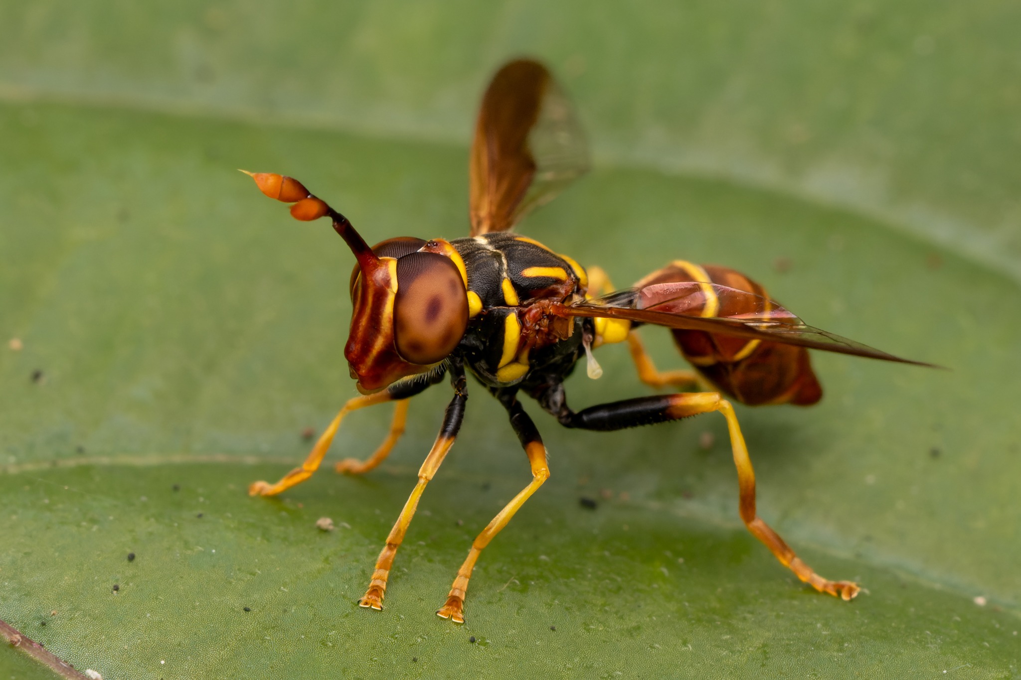 Colorful wasp-like insect photographed during Dominican Republic fieldwork