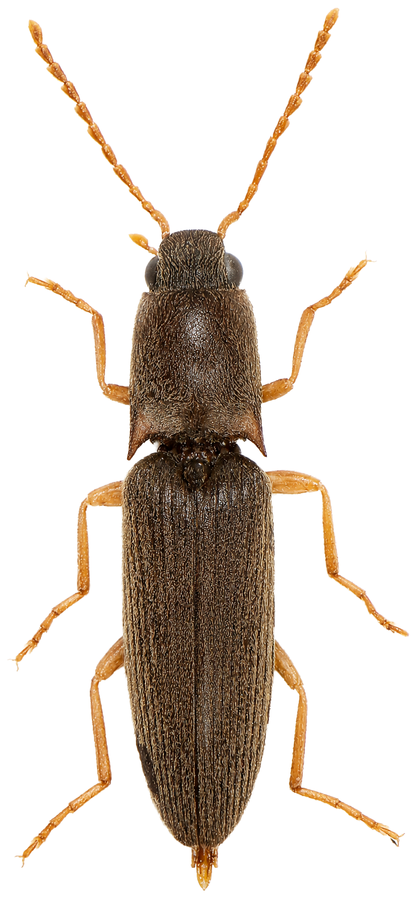 Aiyitioderus montanus