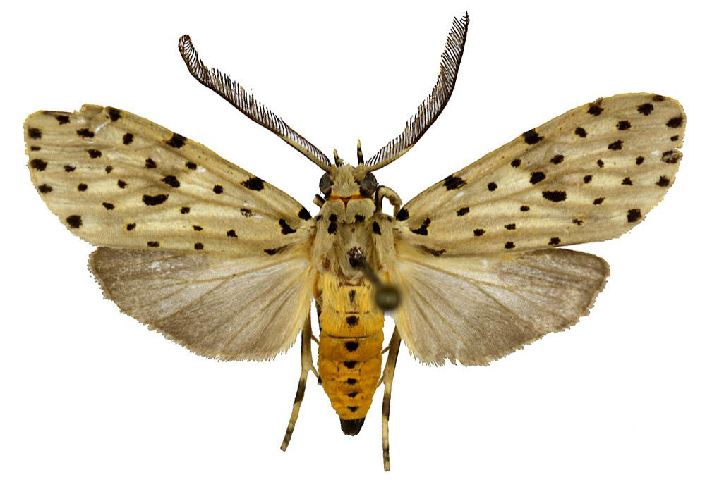 Erithales domingonis