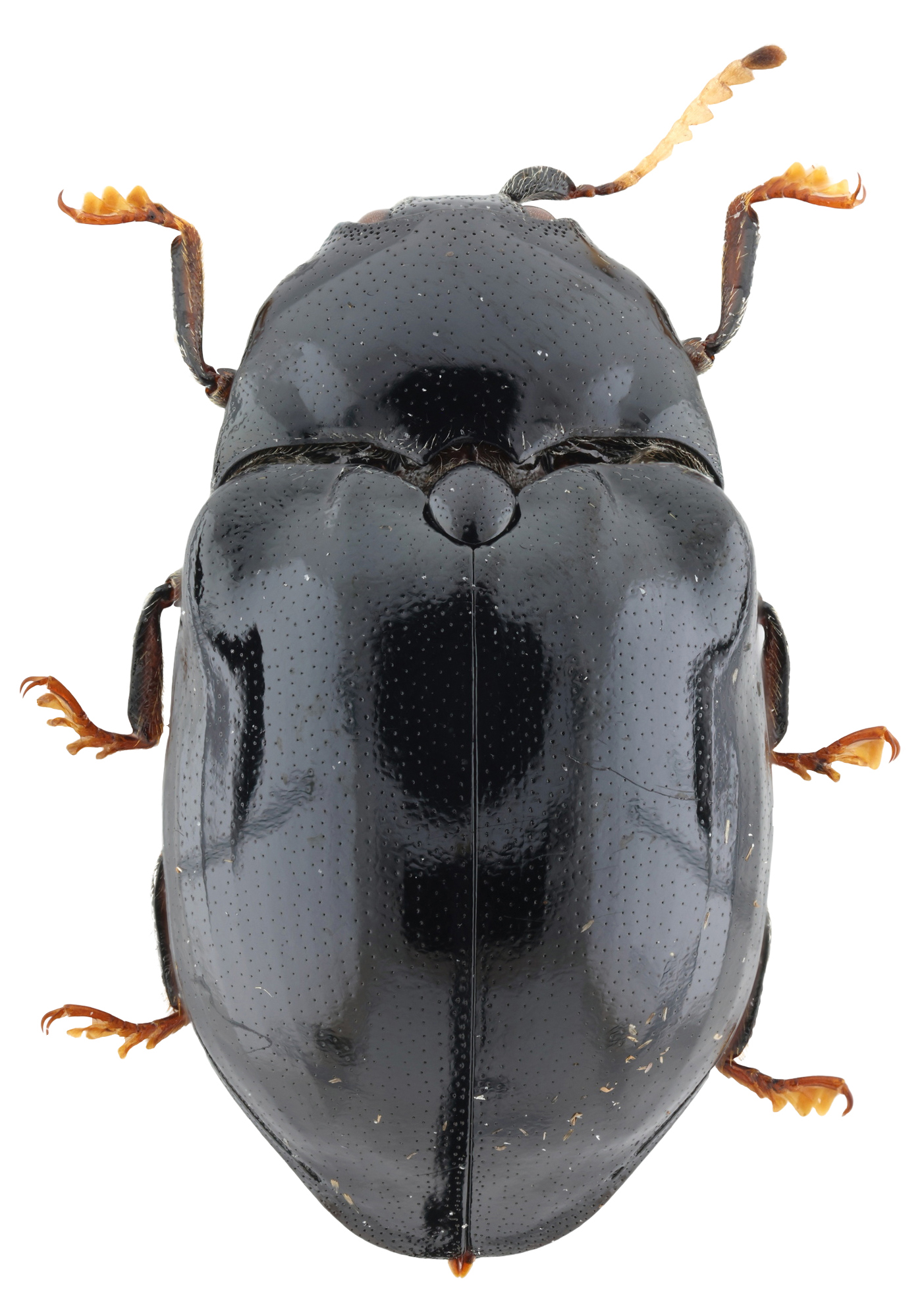 Lissomus arawak